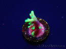 WYSIWYG RAH Acropora carduus Black Dragon 5W9