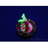 WYSIWYG RAH Acropora carduus Black Dragon