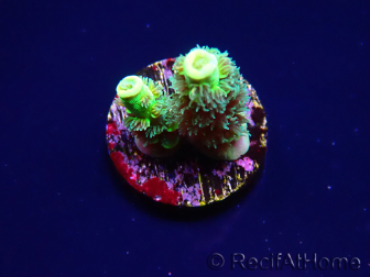 WYSIWYG RR Acropora tenuis Bananarama 5V10