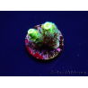 WYSIWYG RR Acropora tenuis Bananarama 5V10