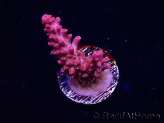WYSIWYG RAH Acropora Flamingo Fury 5N7
