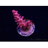 WYSIWYG RAH Acropora Flamingo Fury