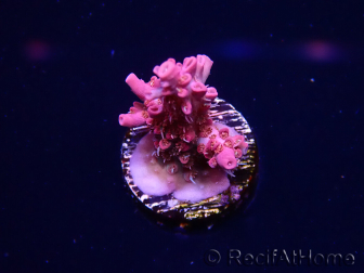 WYSIWYG RAH Acropora Flamingo Fury 5N8
