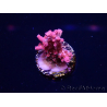 WYSIWYG RAH Acropora Flamingo Fury