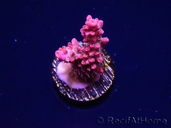 WYSIWYG RAH Acropora Flamingo Fury