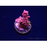 WYSIWYG RAH Acropora Flamingo Fury 5N9