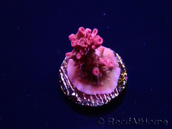 WYSIWYG RAH Acropora Flamingo Fury