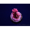 WYSIWYG RAH Acropora Flamingo Fury 5N10