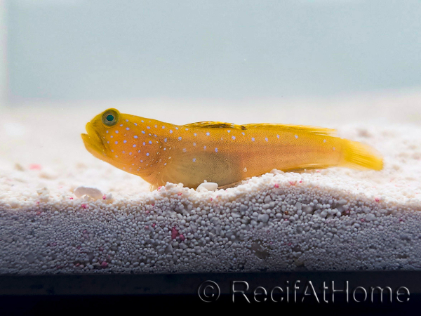 Cryptocentrus cinctus Breeding SEA 3-5 cm