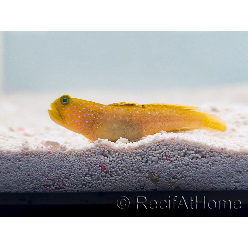 Cryptocentrus cinctus Cría MERS 3-5 cm