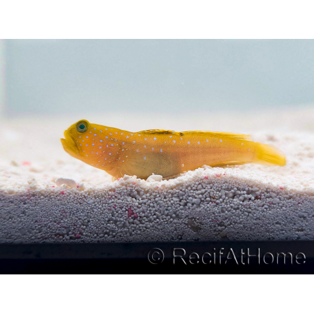 Cryptocentrus cinctus Zucht MEER 3-5 cm