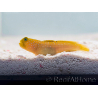 Cryptocentrus cinctus Zucht MEER 3-5 cm