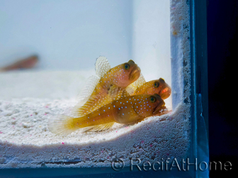 Cryptocentrus cinctus Breeding SEA 3-5 cm