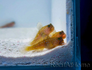 Cryptocentrus cinctus Breeding SEA 3-5 cm
