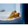 Cryptocentrus cinctus Allevamento MERS 3-5 cm