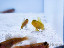 Cryptocentrus cinctus Breeding SEA 3-5 cm