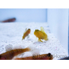 Cryptocentrus cinctus Elevage RAH 3-5 cm