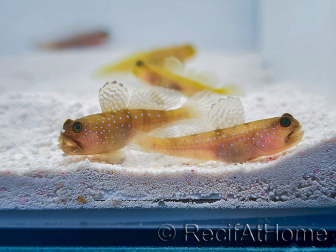 Cryptocentrus cinctus Breeding SEA 3-5 cm