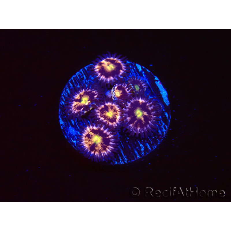 WYSIWYG - RAH Zoanthus Implosion2A6