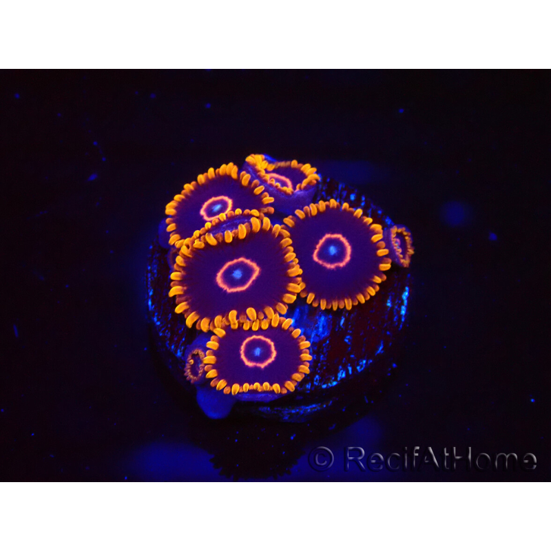 WYSIWYG - Zoanthus Red Hornet 2D6