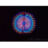 WYSIWYG - Zoanthus Blue Agave