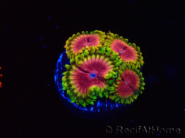 WYSIWYG - RAH Zoanthus Pink Diamond 2M8