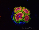 WYSIWYG - RAH Zoanthus Pink Diamond 2M8