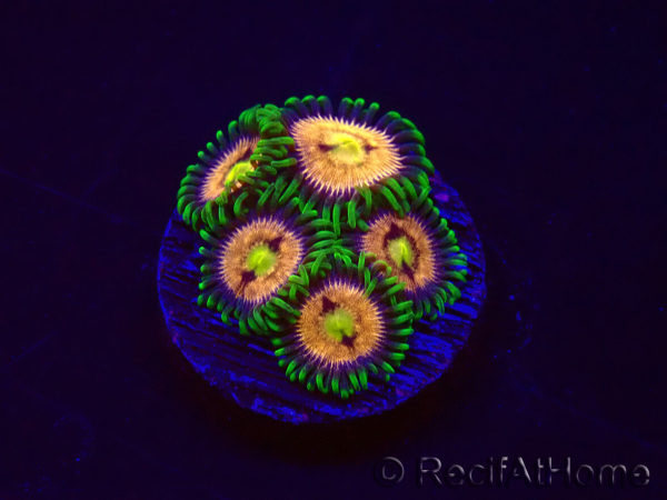 WYSIWYG - Zoanthus Laser Lemon