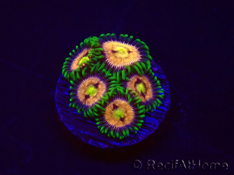 WYSIWYG - Zoanthus Laser Lemon 30A11