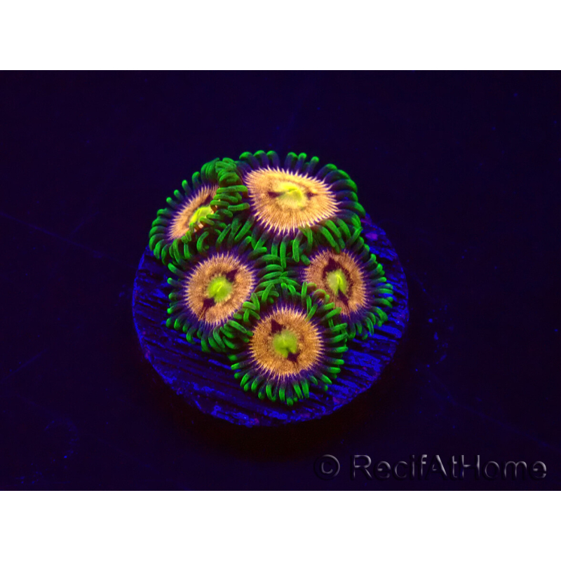 WYSIWYG - Zoanthus Laser Lemon