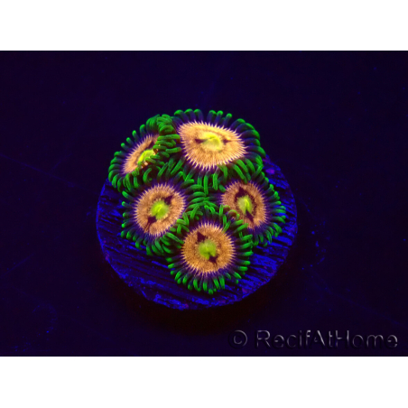 WYSIWYG - Zoanthus Laser Lemon 30A11