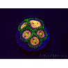 WYSIWYG - Zoanthus Laser Lemon 30A11