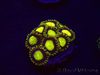 WYSIWYG - Zoanthus King Midas 30B3