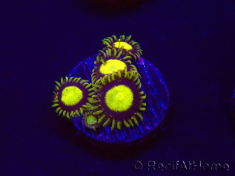 WYSIWYG - Zoanthus King Midas 30B4
