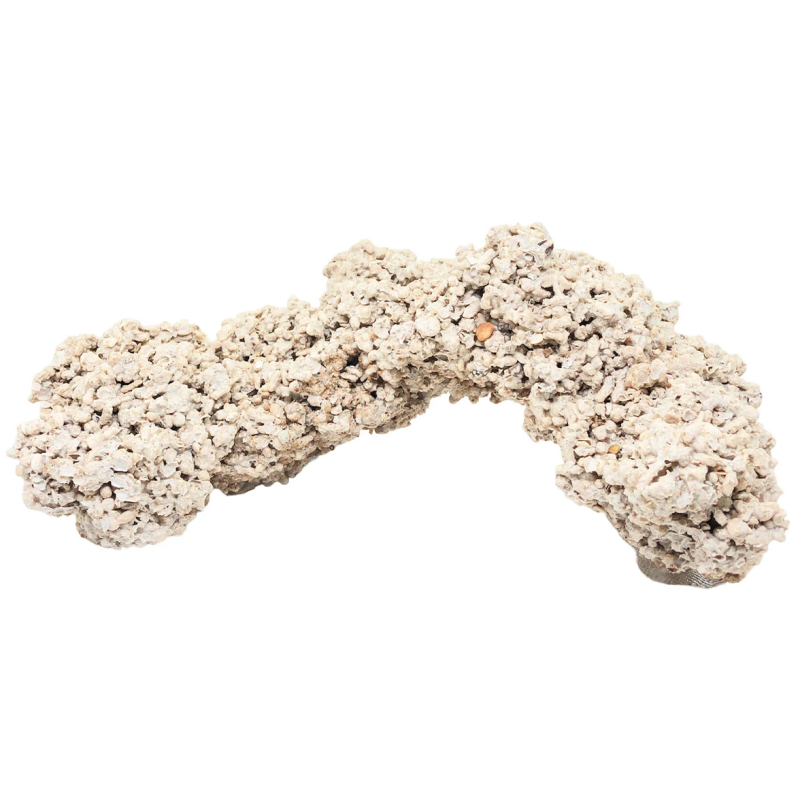 Plateau +25 cm ensemencées pierres vivantes au Kg 