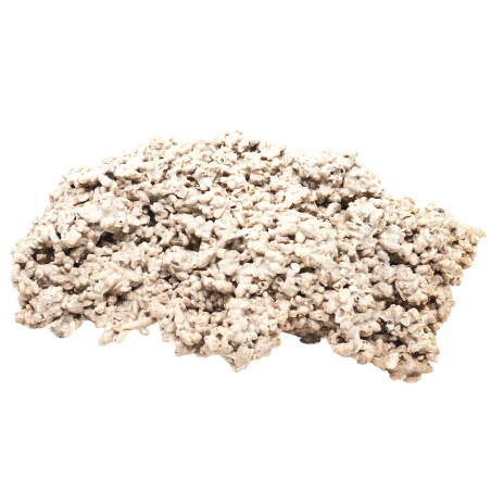 Ovaloides +25 cm sembradas con piedras vivas por Kg