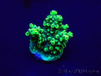 WYSIWYG Acropora Marikultur akklimatisiert LED