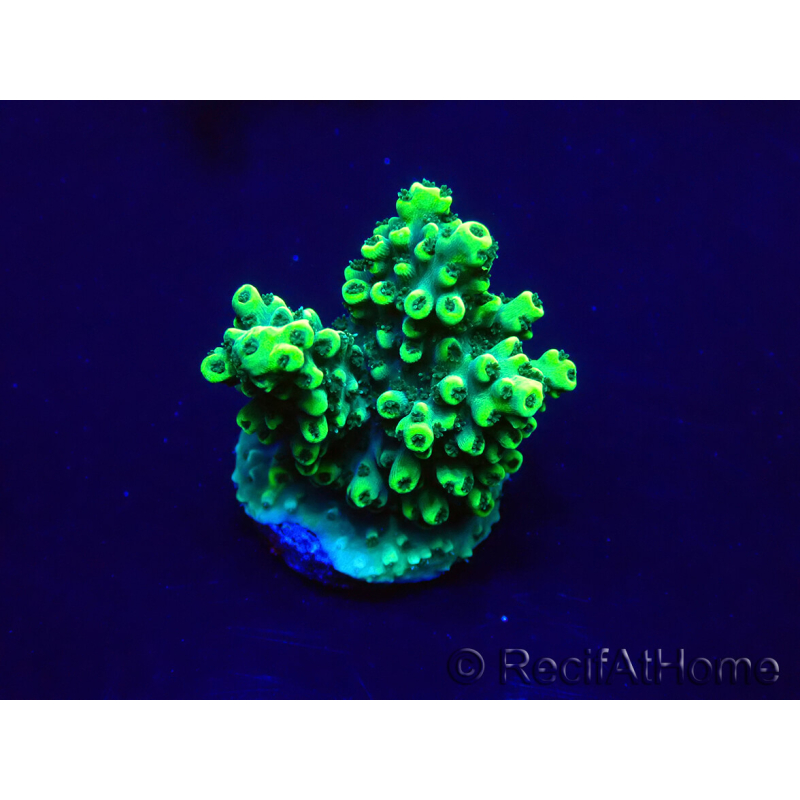 WYSIWYG Acropora 15C1 Mariculture acclimaté led