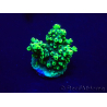WYSIWYG Acropora Maricultura aclimatada LED