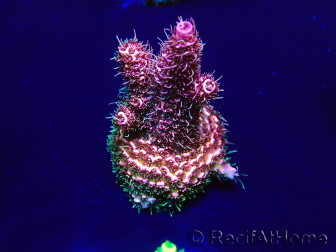 WYSIWYG Acropora millepora 15E5 Mariculture acclimaté led