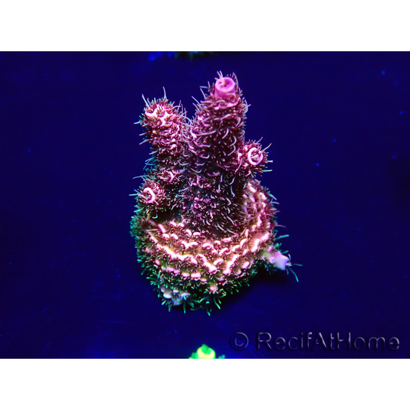 WYSIWYG Acropora millepora Maricultured acclimated LED