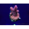 WYSIWYG Acropora millepora Maricoltura acclimatata led