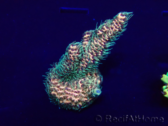 WYSIWYG Acropora millepora Maricultura aclimatada LED