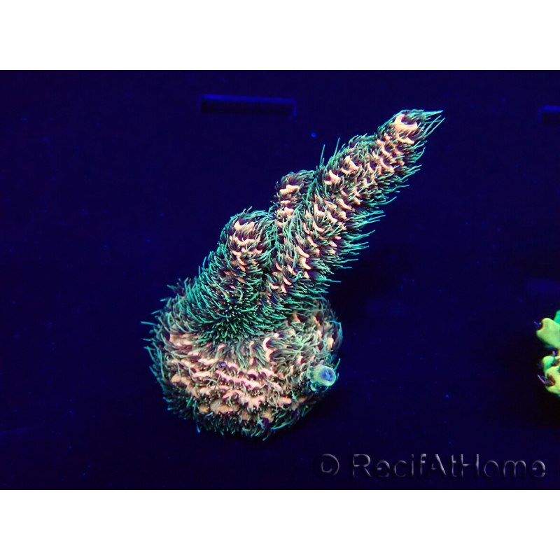 WYSIWYG Acropora millepora 15H1 Mariculture acclimaté led