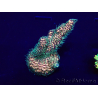 WYSIWYG Acropora millepora Maricoltura acclimatata a LED