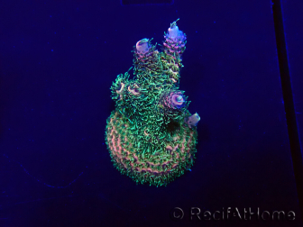 WYSIWYG Acropora Maricultura aclimatada led
