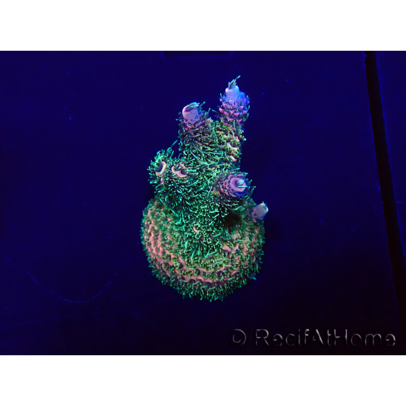 WYSIWYG Acropora Mariculture acclimated LED