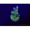 WYSIWYG Acropora Mariculture acclimated LED