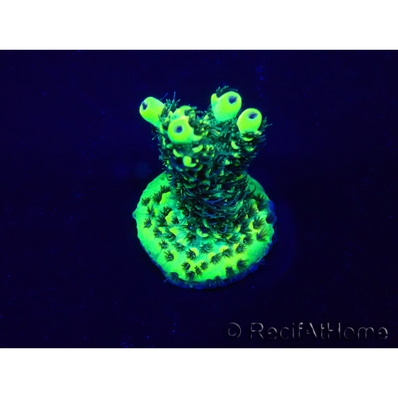 WYSIWYG Acropora Maricoltura acclimatata a LED