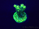 WYSIWYG Acropora Maricultura aclimatada LED